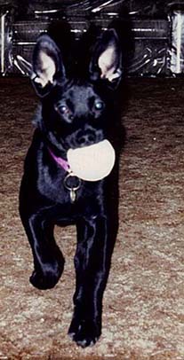 PRINCE PLAYING WITH HIS FAVORITE BALL