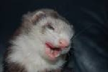Cricket the sly one