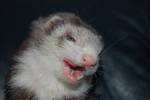 Cricket the sly one
