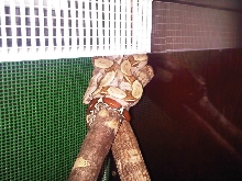 Boa constrictor "Suriname"