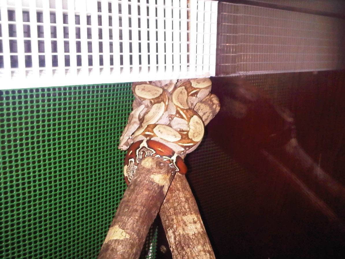 Boa constrictor "Suriname"