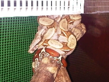 Boa constrictor "Suriname"