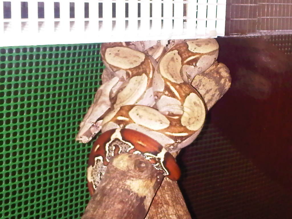 Boa constrictor "Suriname"