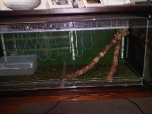 Boa constrictor "Suriname"