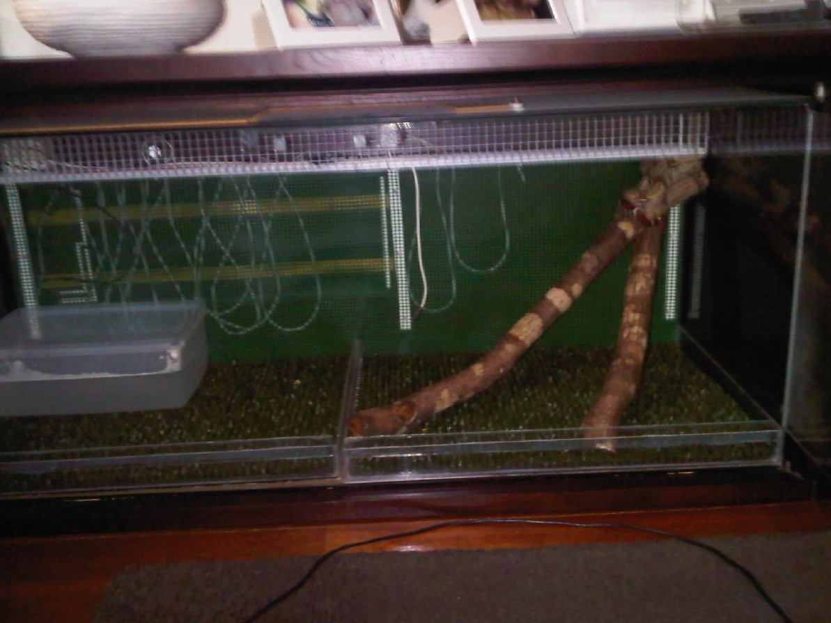 Boa constrictor "Suriname"
