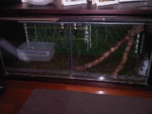Boa constrictor "Suriname"