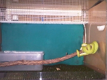 Morelia viridis "Lereh"