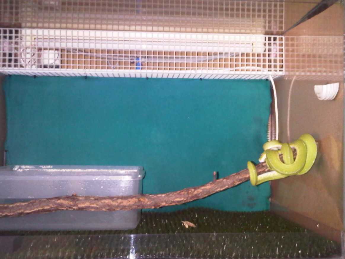 Morelia viridis "Lereh"
