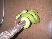 Morelia viridis "Lereh"