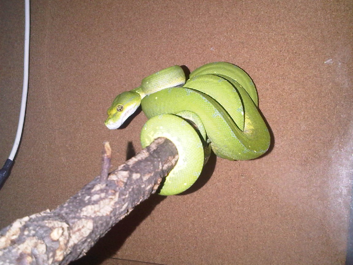 Morelia viridis "Lereh"