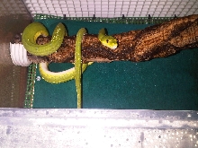 Morelia viridis "Lereh"