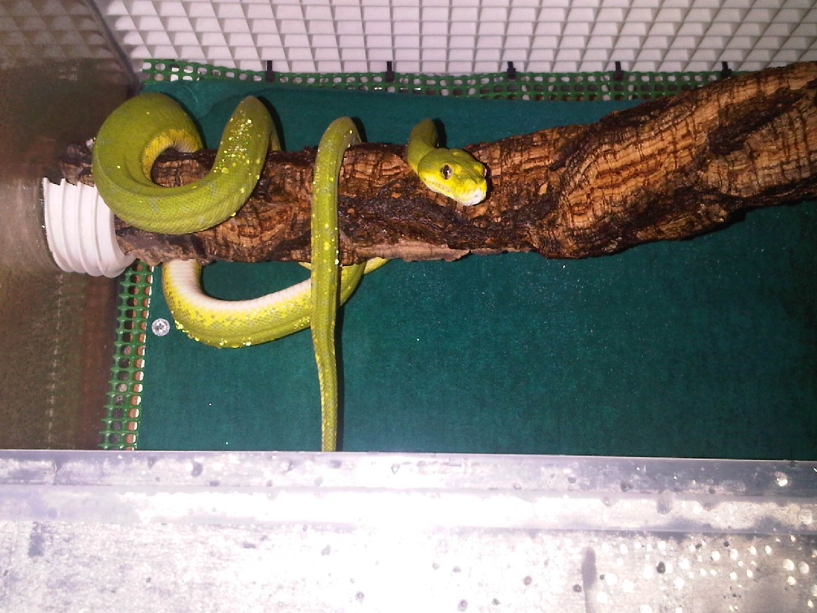 Morelia viridis "Lereh"