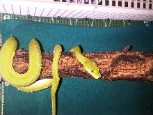 Morelia viridis "Lereh"