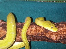 Morelia viridis "Lereh"