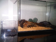 Brachypelma world
