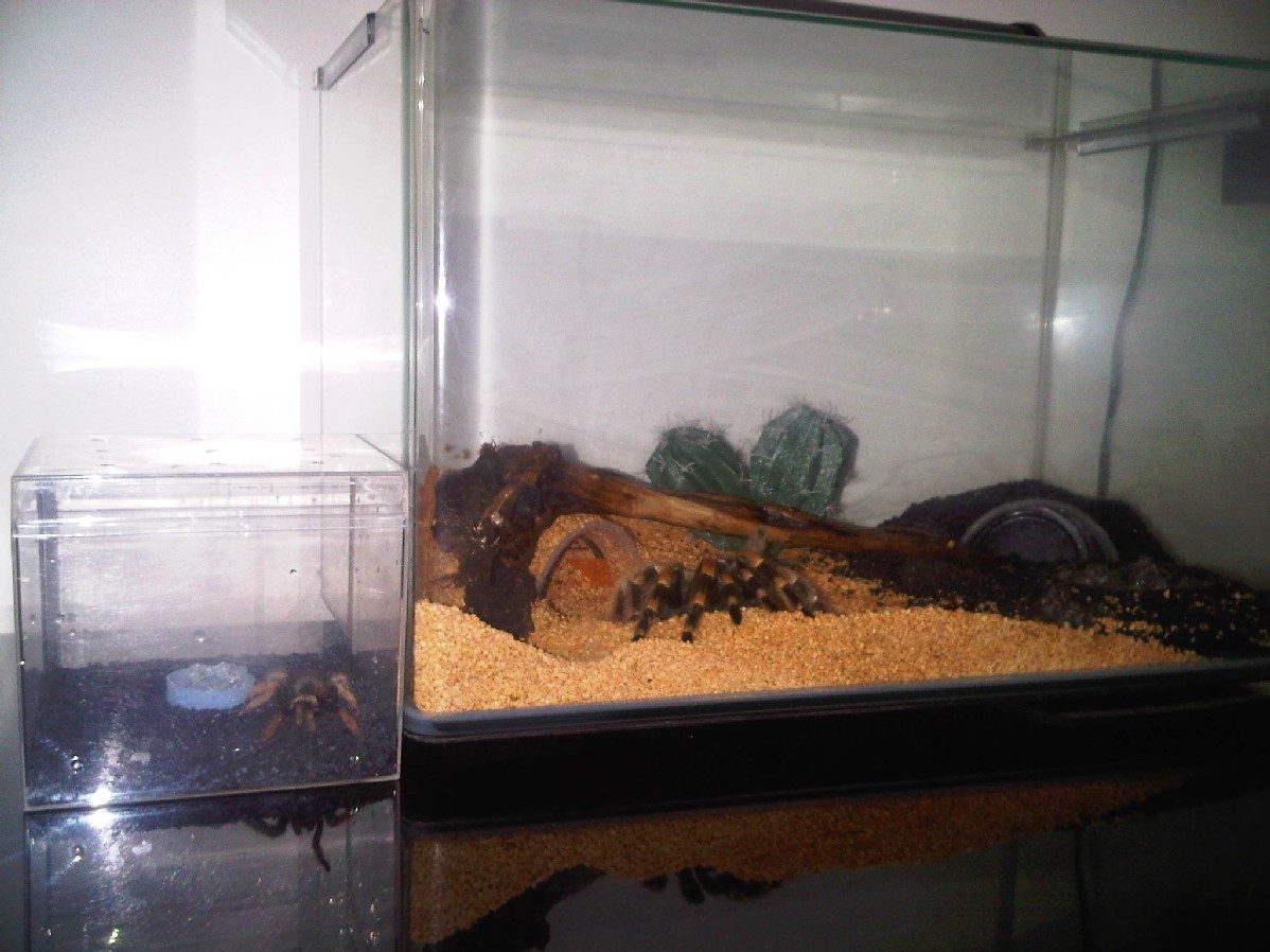 Brachypelma world