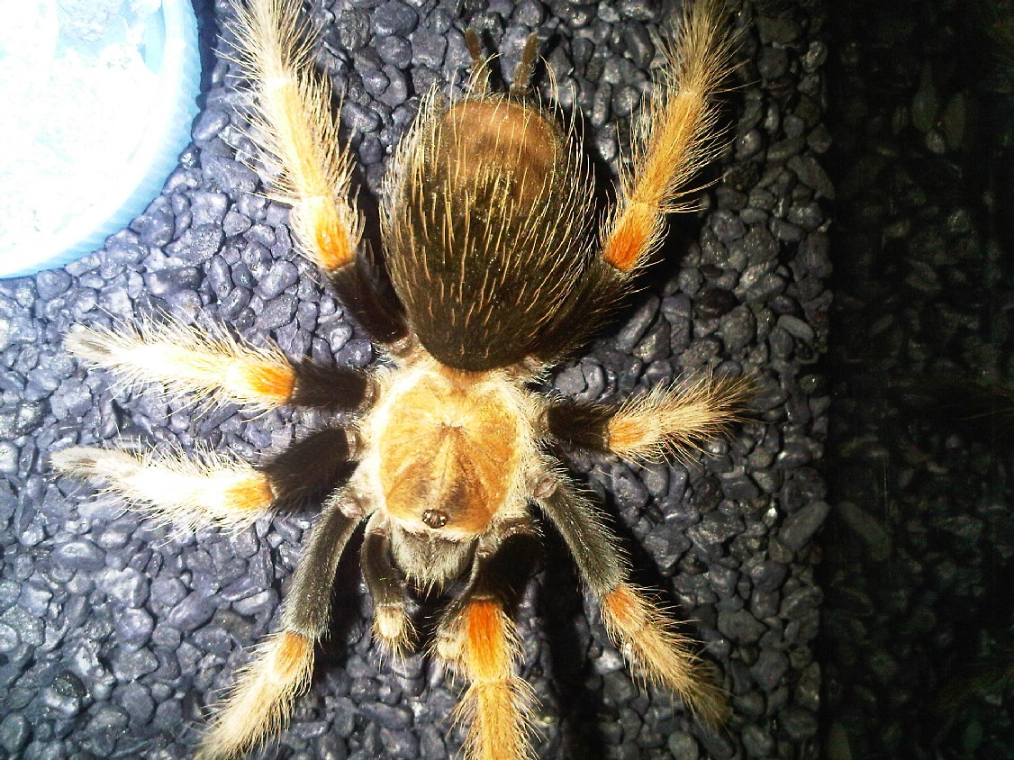 Brachypelma bohemi