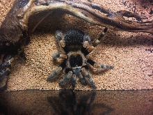 Brachypelma smithi
