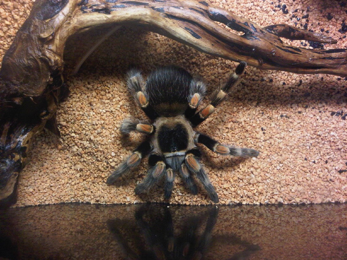 Brachypelma smithi