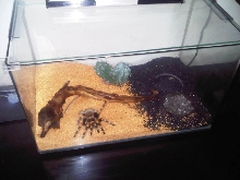 Brachypelma smithi