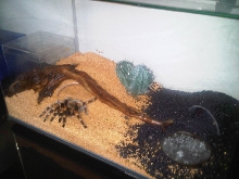 Brachypelma smithi