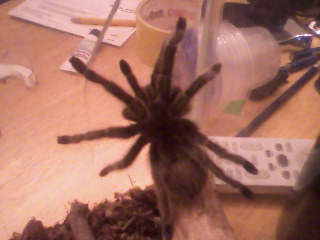 Turantula pic #1