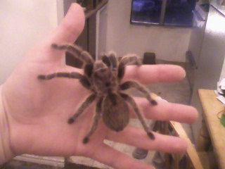 Turantula pic #2