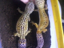 Spot & Eagle