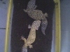 Spot & eagle #2