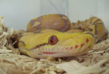purples head