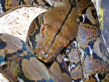 close up of normal het head
