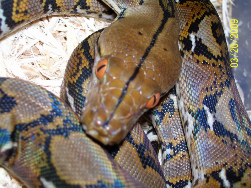 close up of normal het head