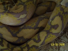clase up of purple after shed