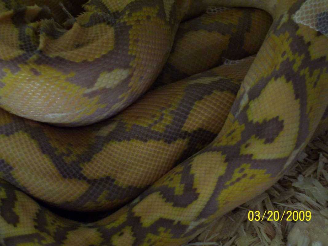 clase up of purple after shed