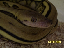 supertiger close up
