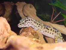 Libby hanging out