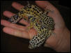 a gecko in the hand, worth 2 in the bush?