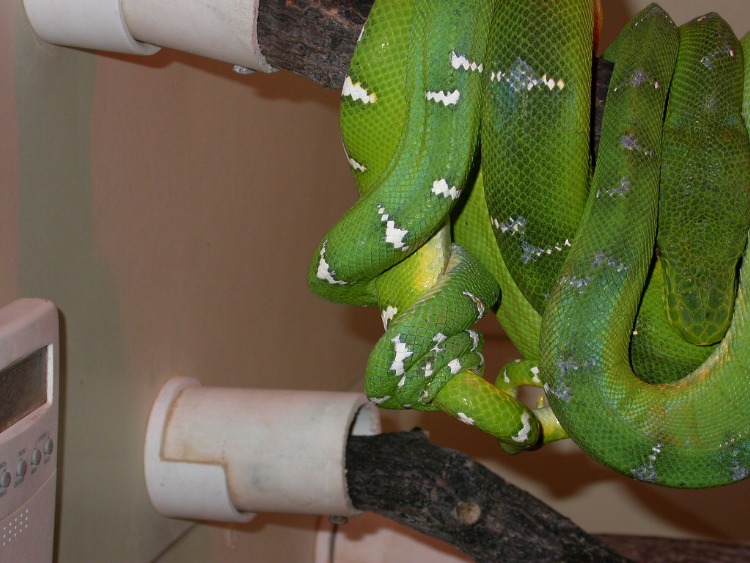 breeding