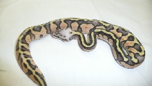 Super Pastel 1