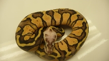 Super Pastel 2