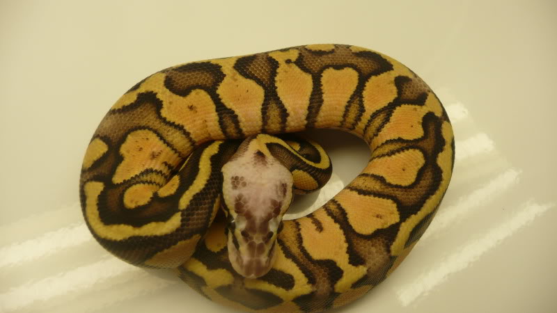 Super Pastel 2