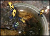 Dendrobates tinctorius various froglets