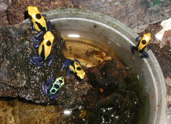 Dendrobates tinctorius various froglets
