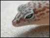 Western Banded Gecko