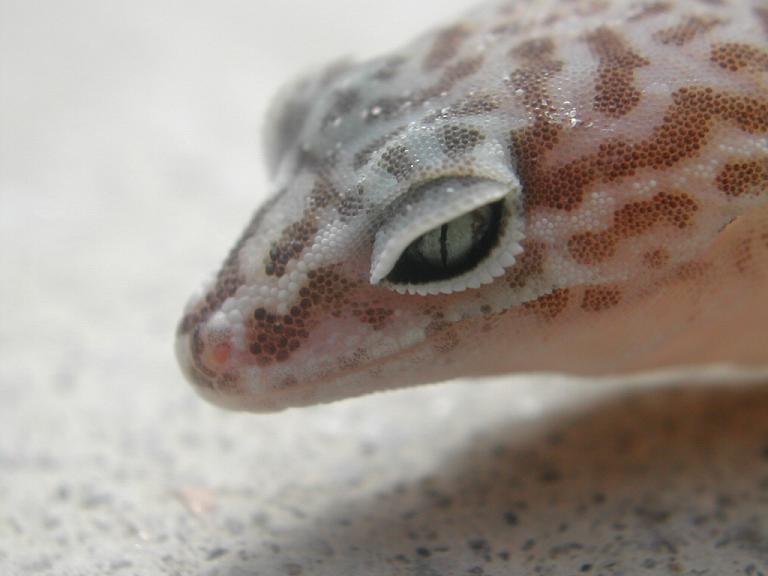 Western Banded Gecko