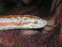 Takoda