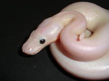 lesserbee/mojave  produced this