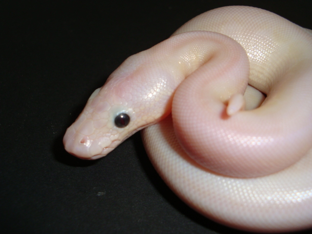 lesserbee/mojave  produced this