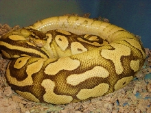 Lesserpastel female