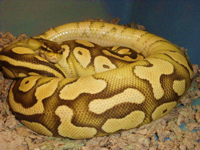 Lesserpastel female